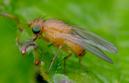 Sapromyzosoma sp.